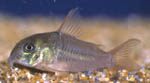 Corydoras concolor